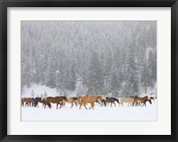 Montana Horses Fine Art Print