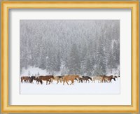 Montana Horses Fine Art Print