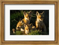 Red Fox Kits Fine Art Print