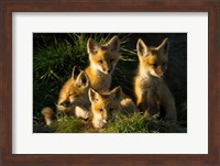 Red Fox Kits Fine Art Print