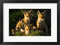 Red Fox Kits Fine Art Print
