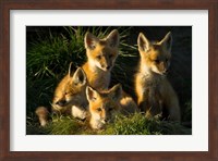 Red Fox Kits Fine Art Print