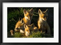 Red Fox Kits Fine Art Print