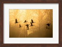 Geese in the Mist Fine Art Print