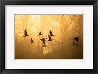 Geese in the Mist Fine Art Print