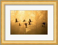 Geese in the Mist Fine Art Print