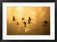 Geese in the Mist Fine Art Print