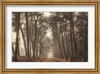 Path of Pines Fine Art Print