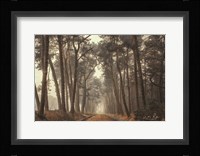 Path of Pines Fine Art Print