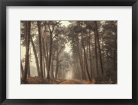 Path of Pines Fine Art Print