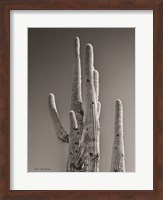 Black & White Cactus Fine Art Print