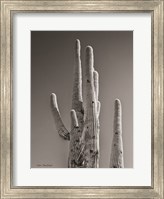 Black & White Cactus Fine Art Print