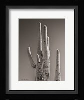Black & White Cactus Fine Art Print