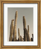 Desert Cacti Fine Art Print