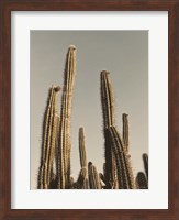 Desert Cacti Fine Art Print