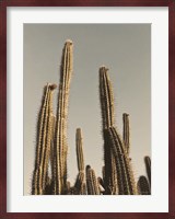 Desert Cacti Fine Art Print