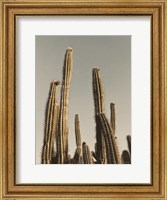 Desert Cacti Fine Art Print