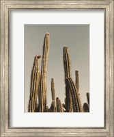 Desert Cacti Fine Art Print