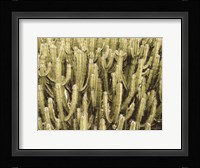 Full of Cactus Fine Art Print