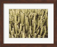 Full of Cactus Fine Art Print