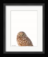 Young Owl Fine Art Print