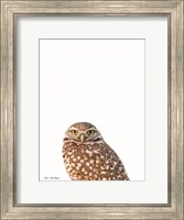 Young Owl Fine Art Print