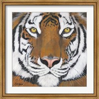 Tiger Gaze Fine Art Print