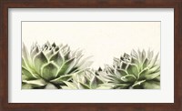 Soft Succulents I Fine Art Print