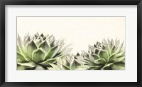 Soft Succulents I Fine Art Print