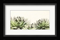 Soft Succulents I Framed Print