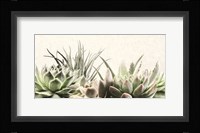 Soft Succulents II Framed Print