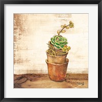 Succulents in a Pot Fine Art Print