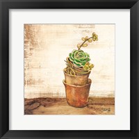Succulents in a Pot Fine Art Print