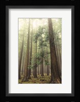 The Friendly Giants Fine Art Print