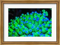 Fluorescing Wnderwater Macro Images Fine Art Print