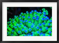 Fluorescing Wnderwater Macro Images Fine Art Print