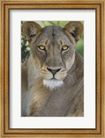African Lion, Mashatu Reserve, Botswana Fine Art Print