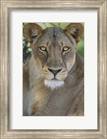 African Lion, Mashatu Reserve, Botswana Fine Art Print