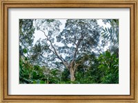 Marantaceae Forest Odzala-Kokoua National Park Congo Fine Art Print