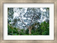 Marantaceae Forest Odzala-Kokoua National Park Congo Fine Art Print