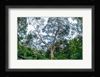 Marantaceae Forest Odzala-Kokoua National Park Congo Fine Art Print