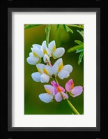 Wildflower Bale Mountains National Park Ethiopia Fine Art Print