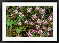 Helichrysum Meyeri-Johannis Bale Mountains National Park Ethiopia Fine Art Print