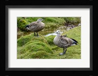 Blue-Winged Goose, Cyanochen Cyanoptera Bale Mountains National Park Ethiopia Fine Art Print