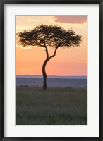 Sunset over Tree, Masai Mara National Reserve, Kenya Fine Art Print