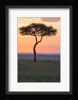 Sunset over Tree, Masai Mara National Reserve, Kenya Fine Art Print