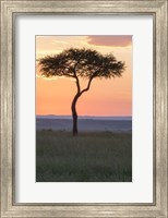 Sunset over Tree, Masai Mara National Reserve, Kenya Fine Art Print