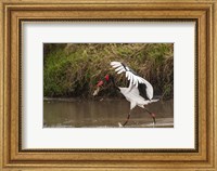 Saddle-Billed Stork, with Fish, Kenya Fine Art Print
