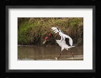 Saddle-Billed Stork, with Fish, Kenya Fine Art Print