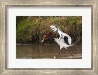 Saddle-Billed Stork, with Fish, Kenya Fine Art Print
